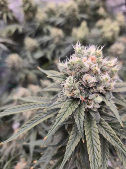 First grow diary. Week 14