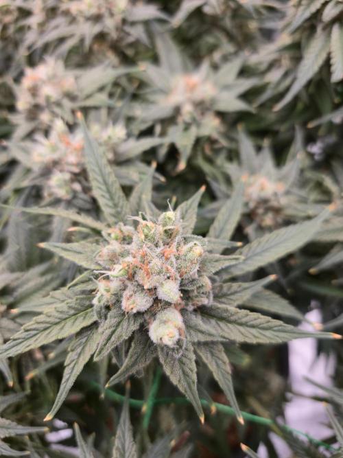 First grow diary. Week 14