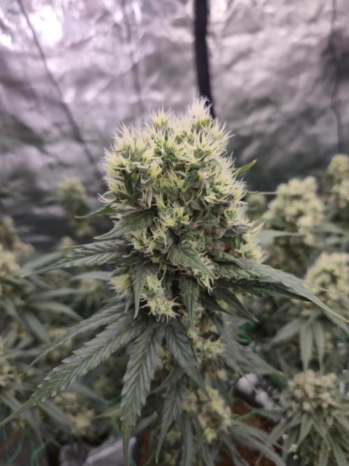 First grow diary. Week 14