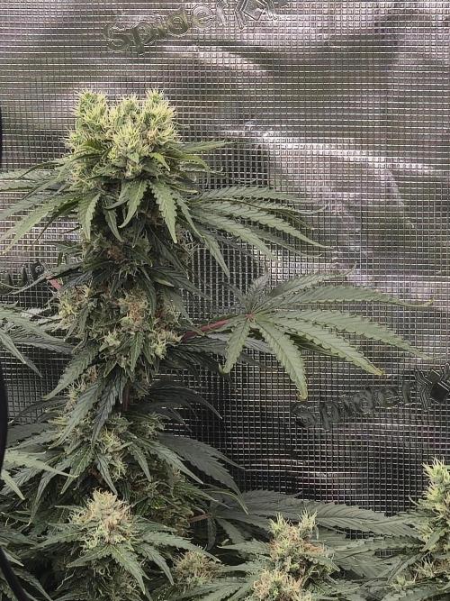 First grow diary. Week 14