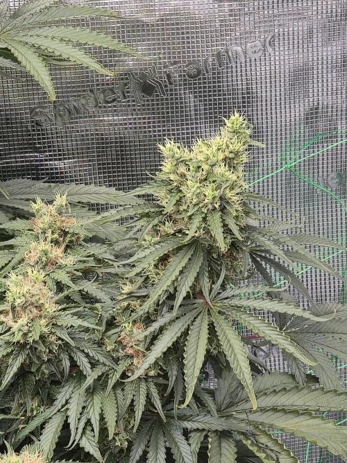First grow diary. Week 14