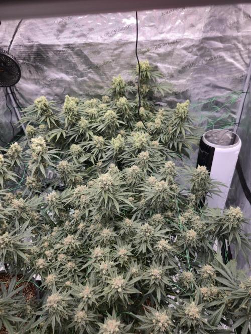First grow diary. Week 14