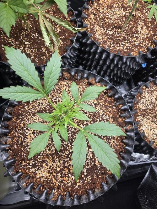 First auto grow. Week 2
