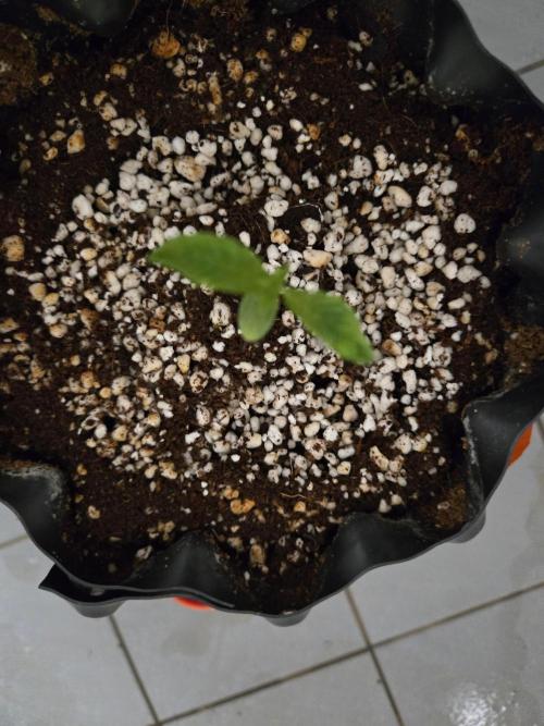 Tangerine Dream. Week 1