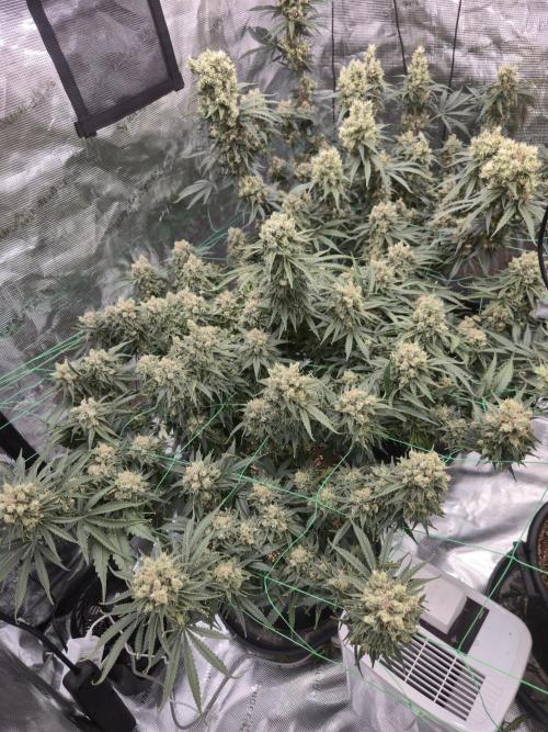 First grow diary. Week 15