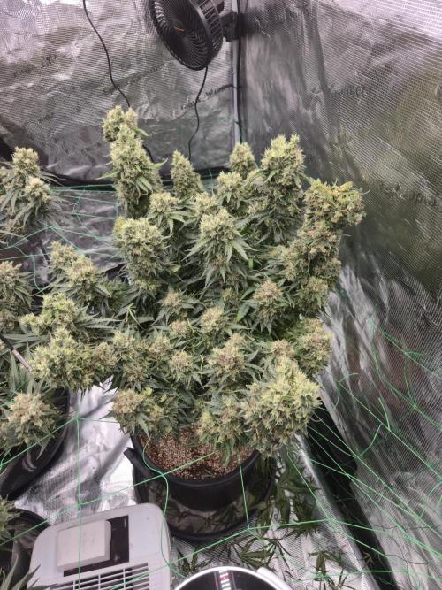 First grow diary. Week 15