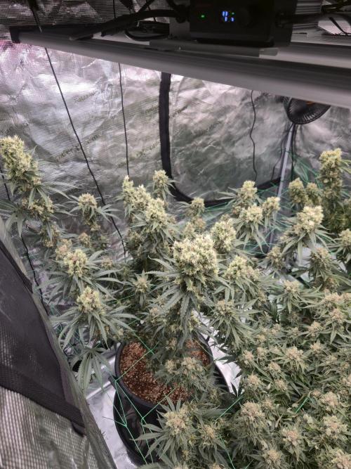 First grow diary. Week 15