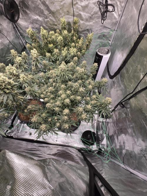 First grow diary. Week 15