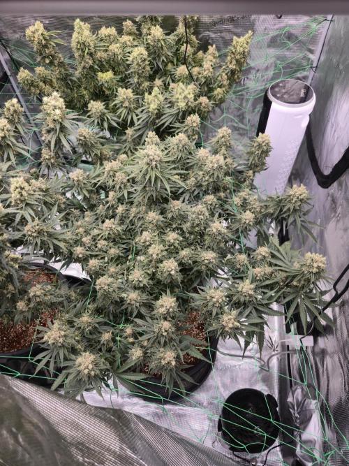 First grow diary. Week 15