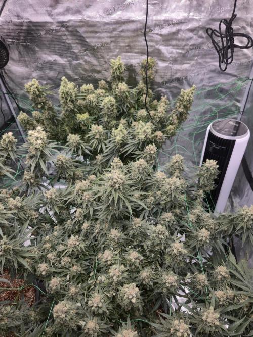 First grow diary. Week 15