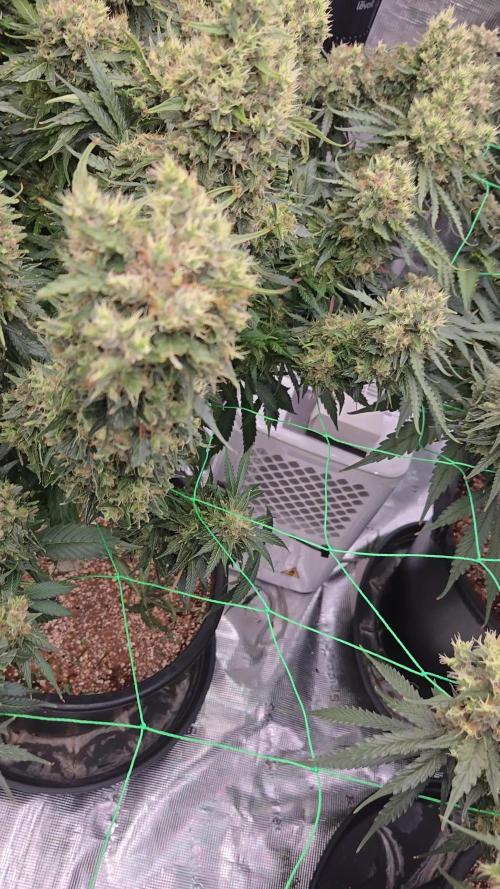 First grow diary