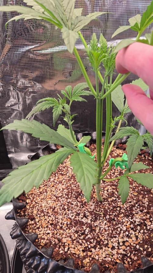 First auto grow