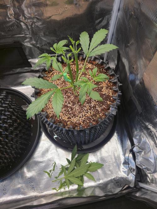 First auto grow. Week 3