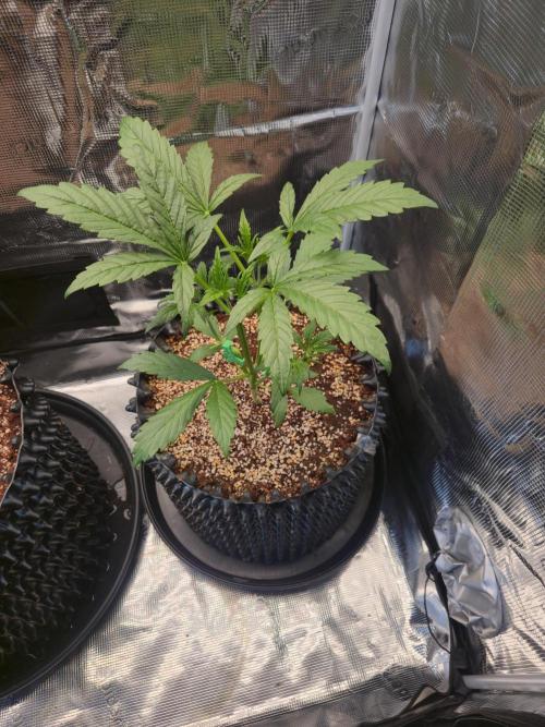 First auto grow. Week 3