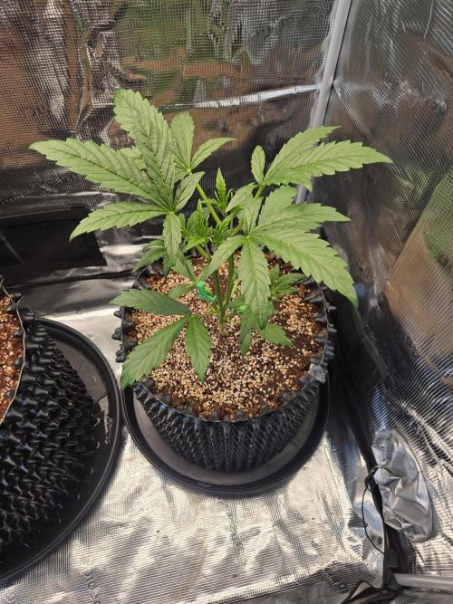 First auto grow. Week 3