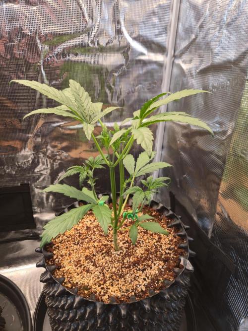 Blueberry Glue Auto. Week 3