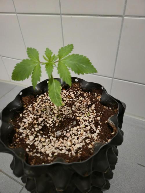 Tangerine Dream. Week 2
