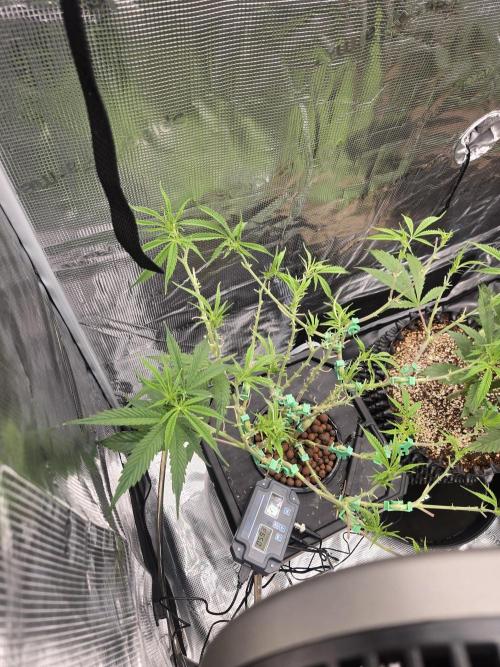 First dwc grow. Week 8