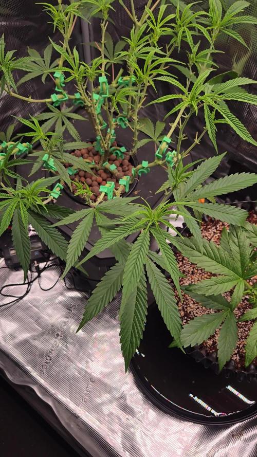 First dwc grow