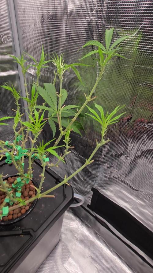 First dwc grow