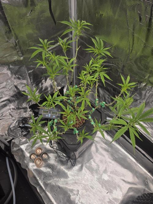 DWC Hydroponics Grow System 7 Gallon DWC 2 Buckets. Week 9