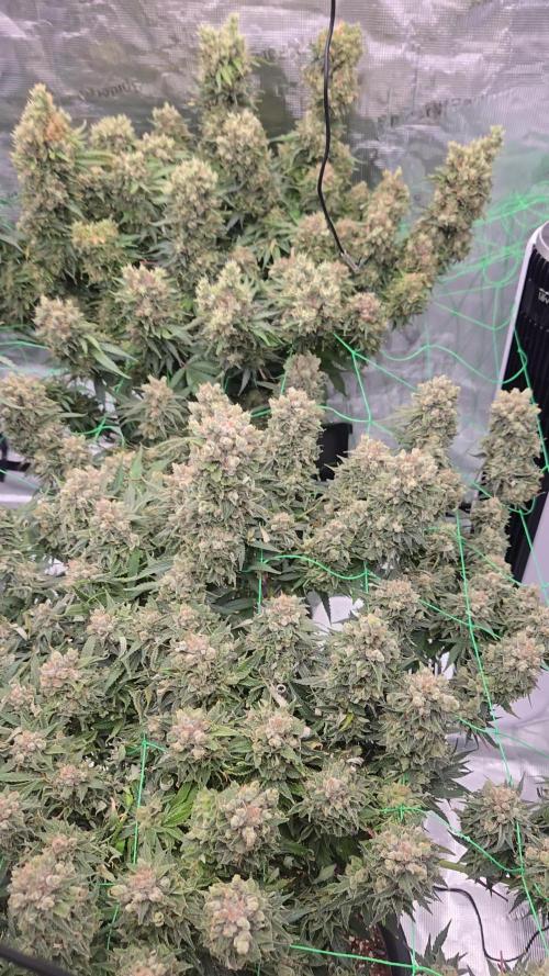 First grow diary