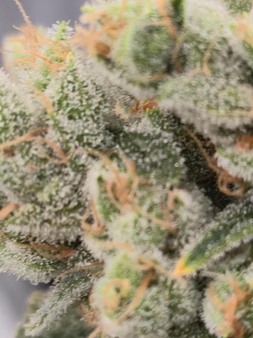 First grow diary. Week 16