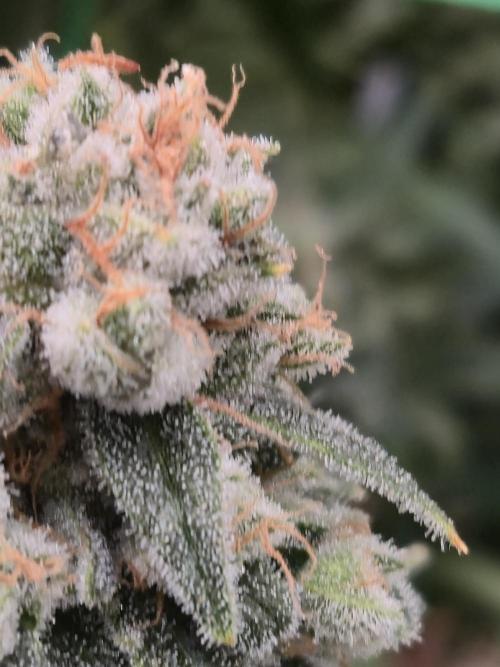 First grow diary. Week 16
