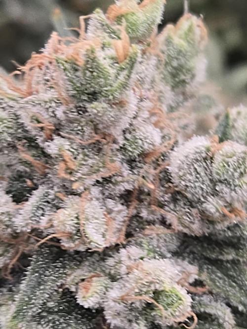 First grow diary. Week 16