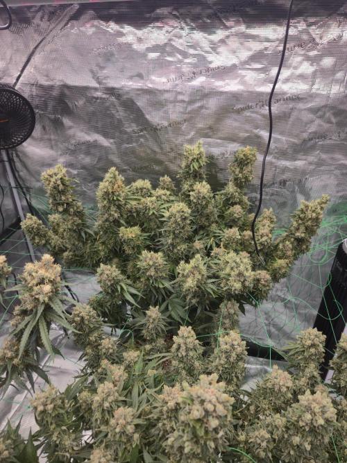 First grow diary. Week 16