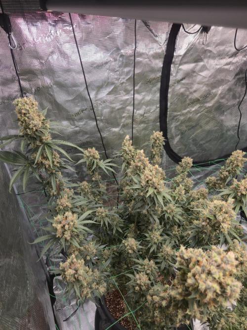 First grow diary. Week 16