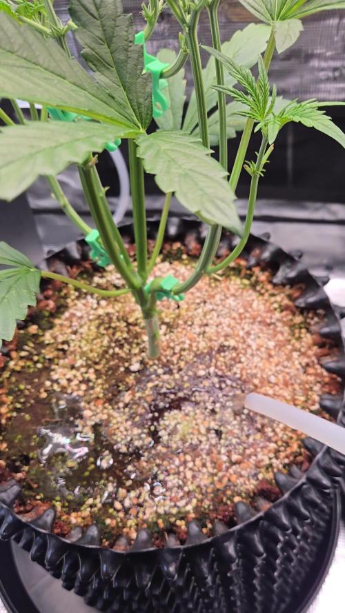 First auto grow