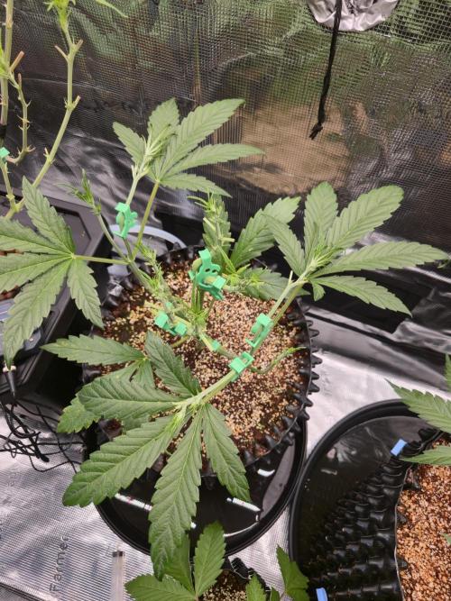 First auto grow. Week 4