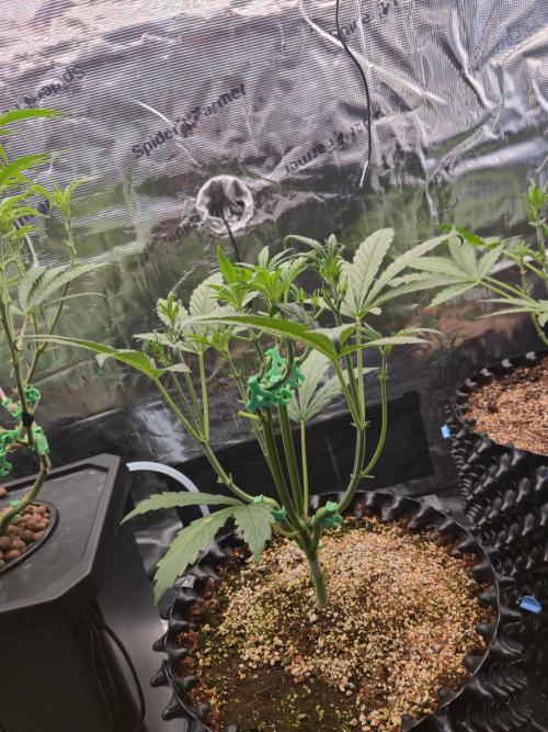 First auto grow. Week 4
