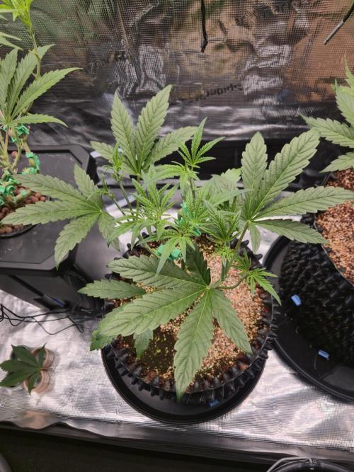 Blueberry Glue Auto. Week 4