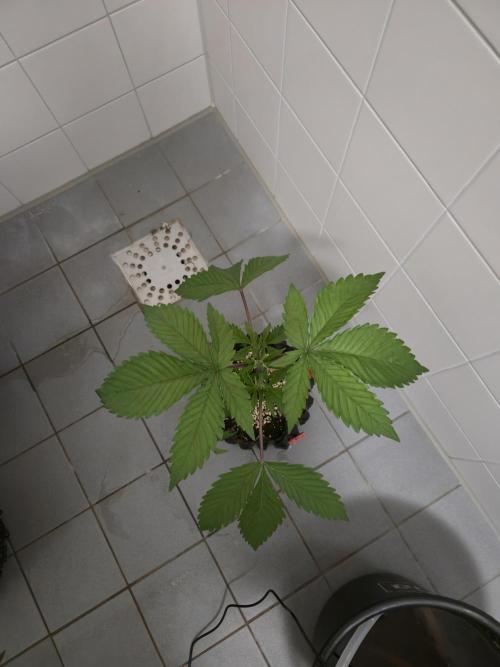 Tangerine Dream. Week 3