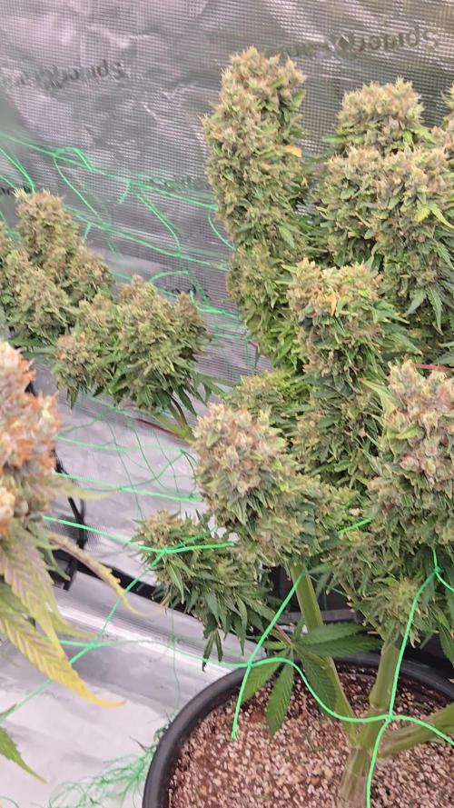First grow diary