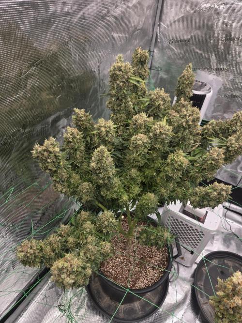 First grow diary. Week 17