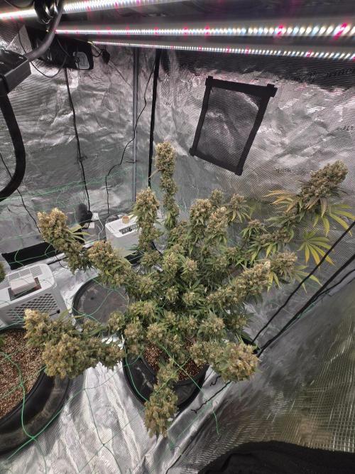 First grow diary. Week 17