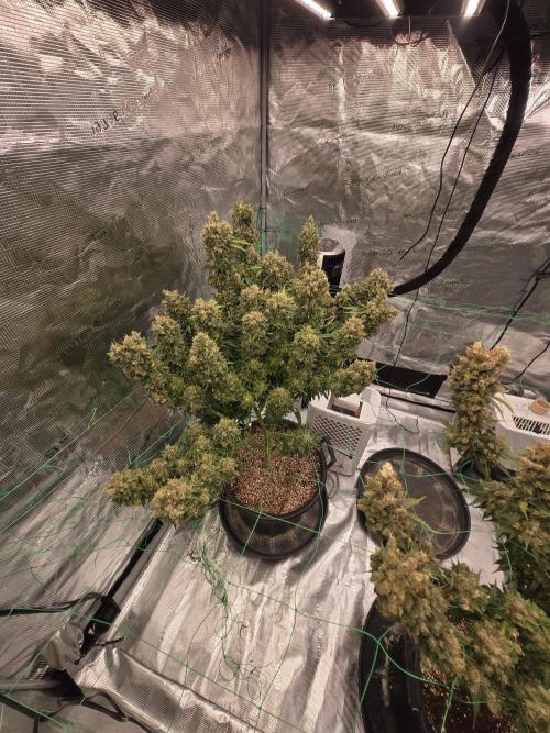 First grow diary. Week 17