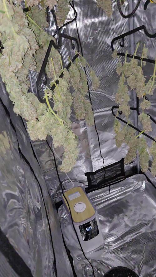 First grow diary
