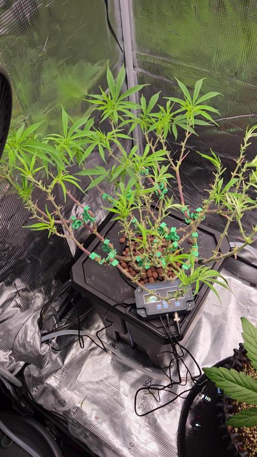 First dwc grow