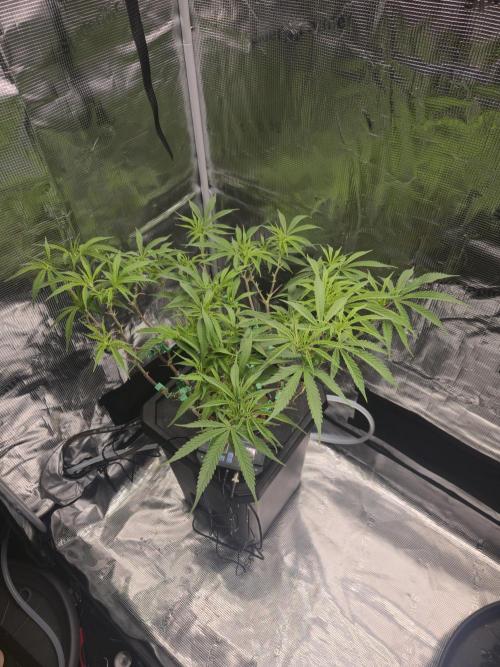 DWC Hydroponics Grow System 7 Gallon DWC 2 Buckets. Week 10