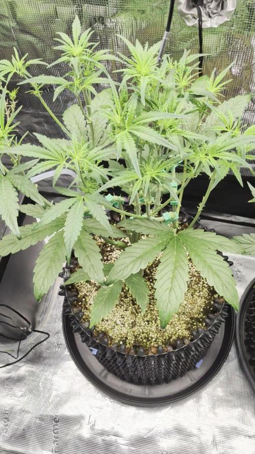 First auto grow