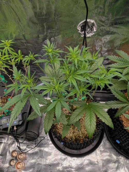 First auto grow. Week 5