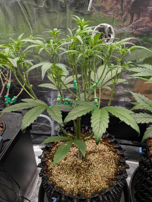Blueberry Glue Auto. Week 5