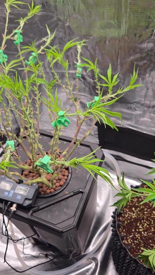 First dwc grow