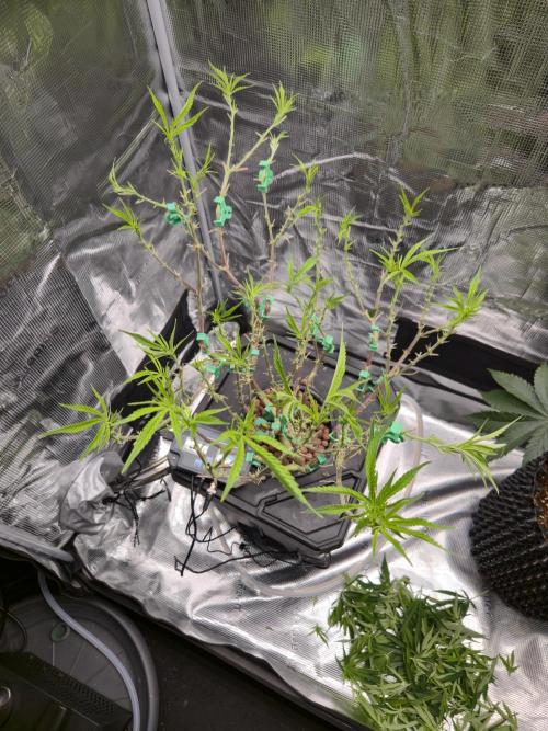 First dwc grow. Week 11