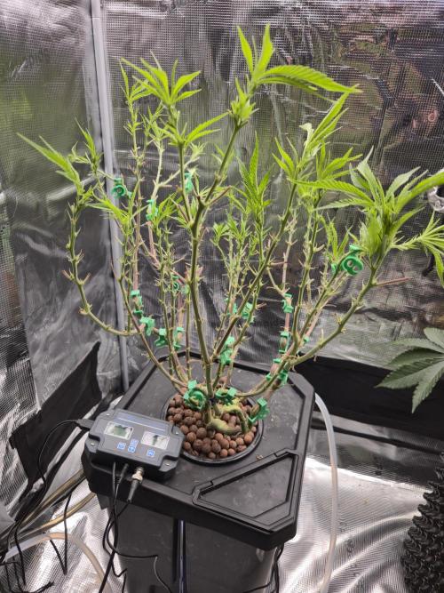 First dwc grow. Week 11