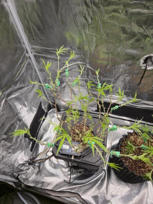 First dwc grow. Week 11